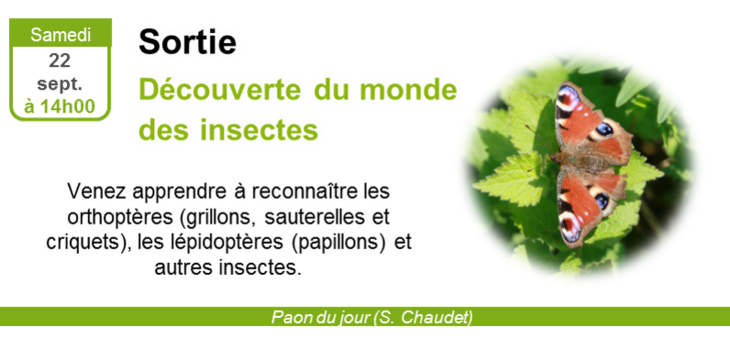 Sortie Découverte Du Monde Des Insectes
