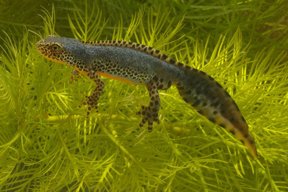 Pie avec queue basse