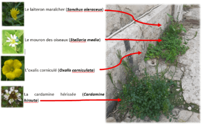 Paroles de pie avril 2026